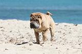 SHAR-PEI 617